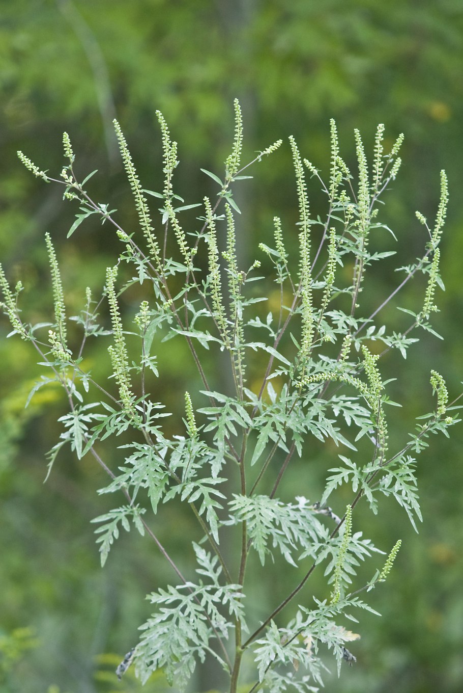 Амброзия метельчатая