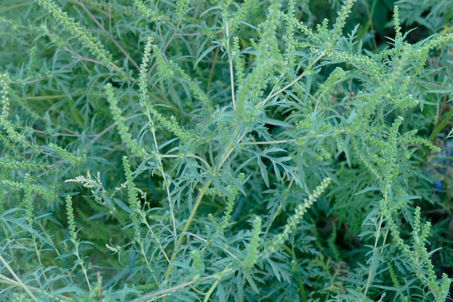 Амброзия полыннолистная (Ambrosia artemisiifolia l.)