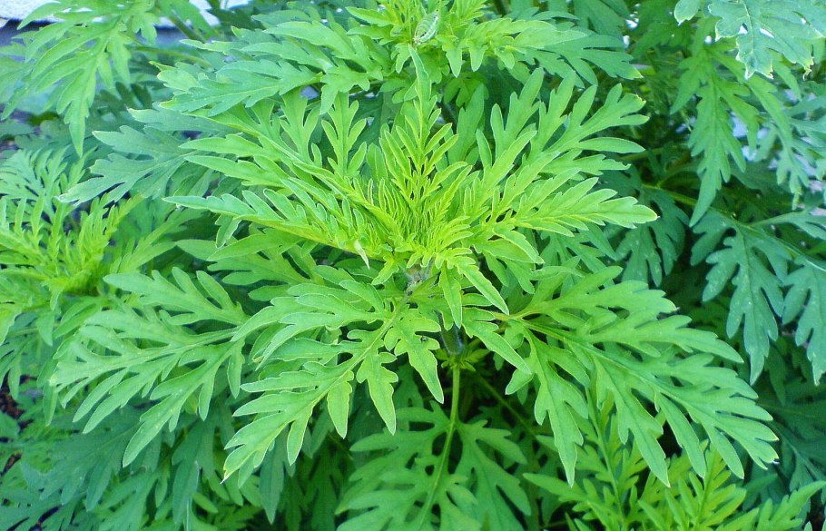 Амброзия полынная