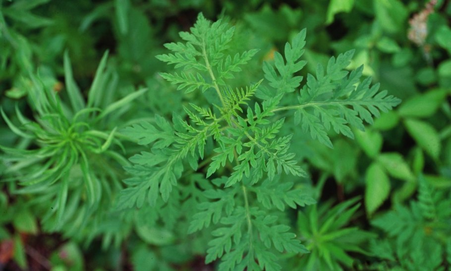 Амброзия растение