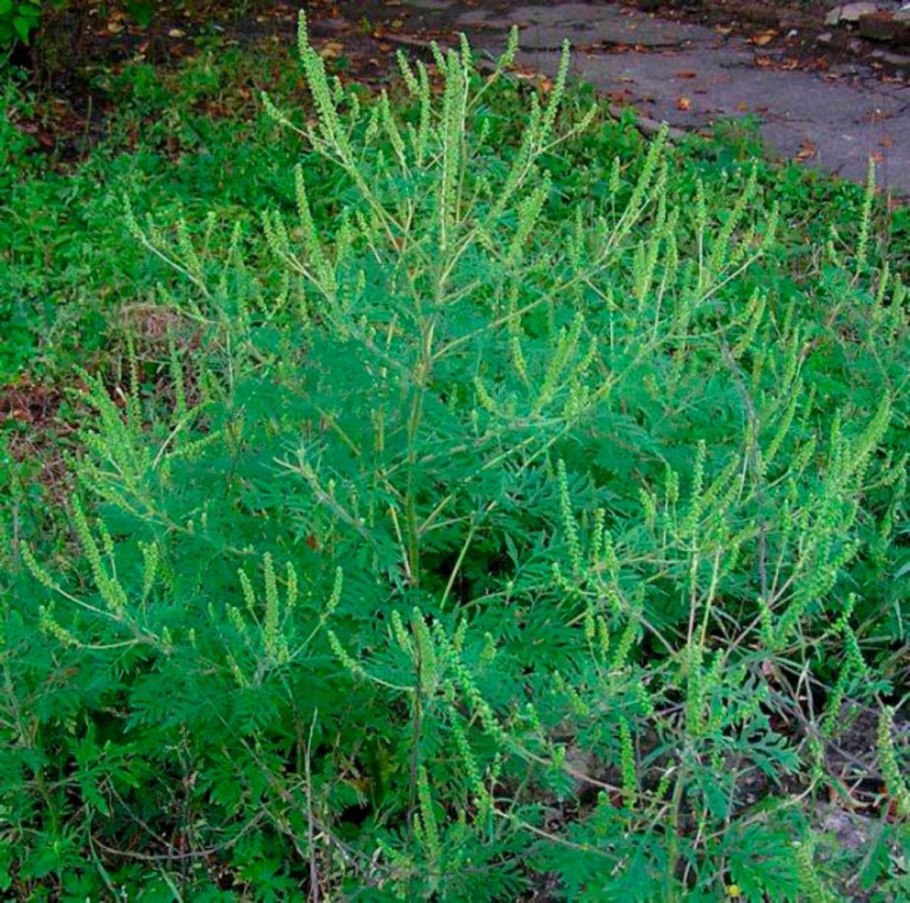 Амброзия растение золотарник аллерген