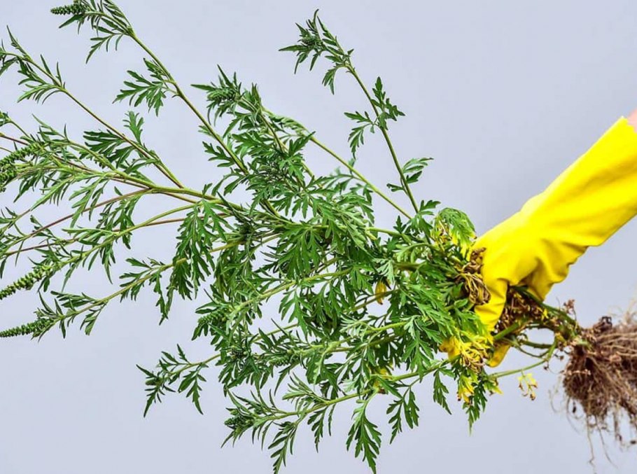 Амброзия полыннолистная Ambrosia artemisiifolia