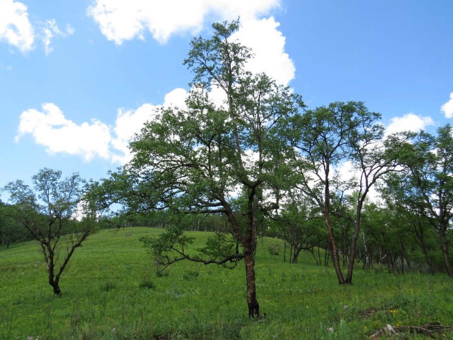 Черная береза Сузун