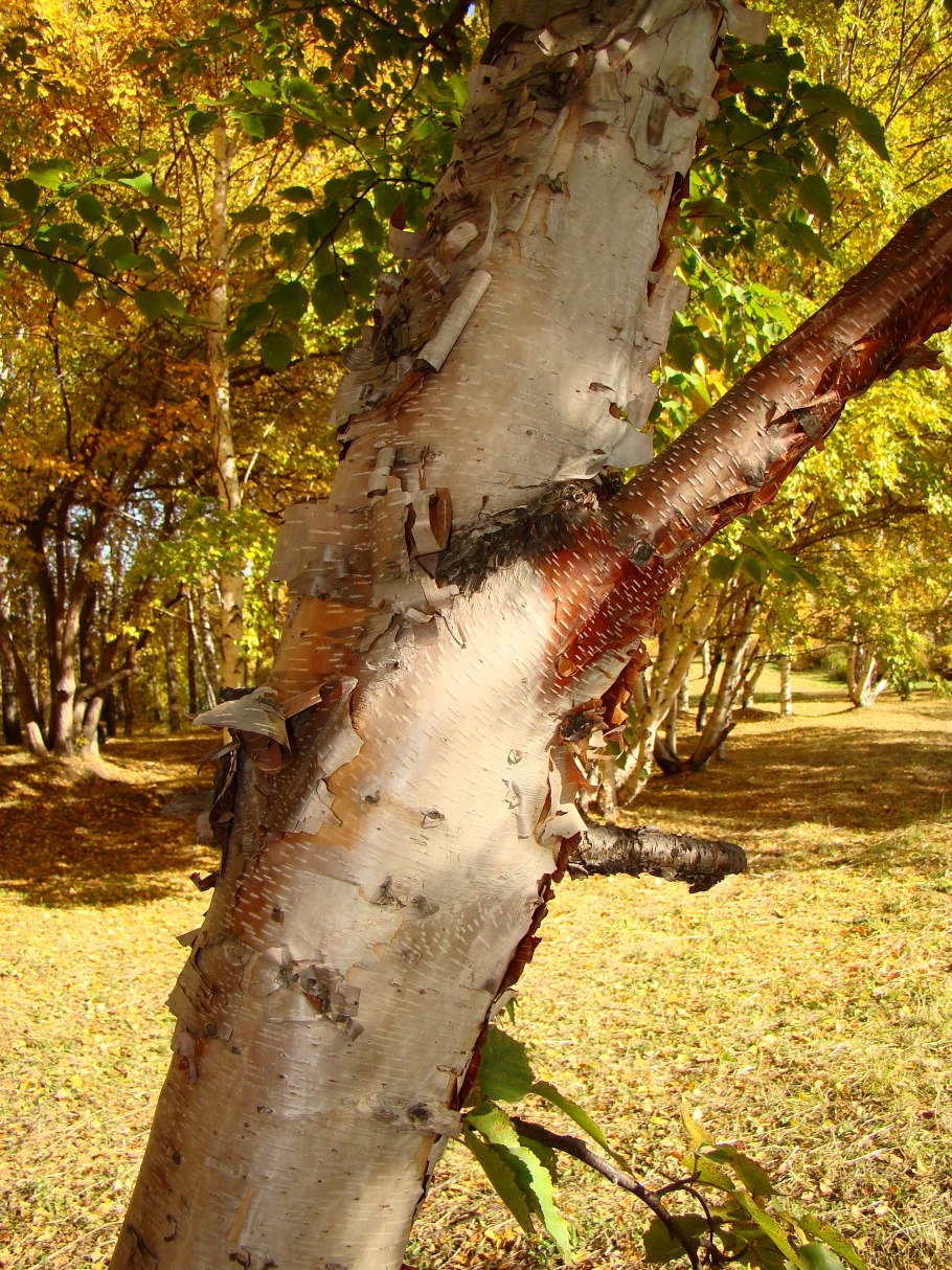 Береза черная Betula nigra