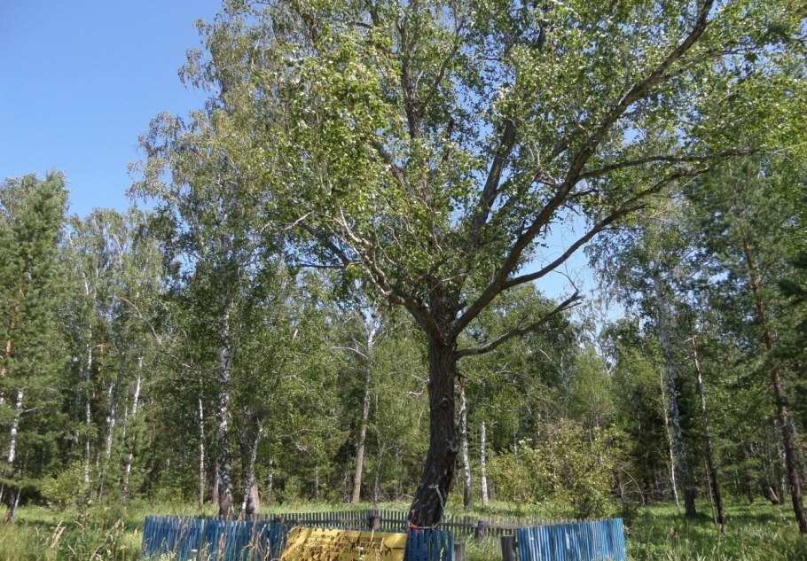 Береза черная Betula nigra