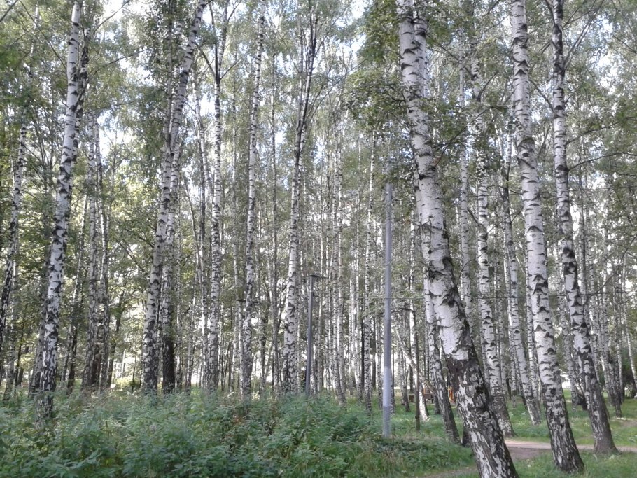 Береза Даурская (Betula dahurica)