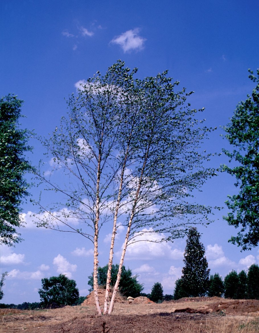 Природа Забайкалья багульник
