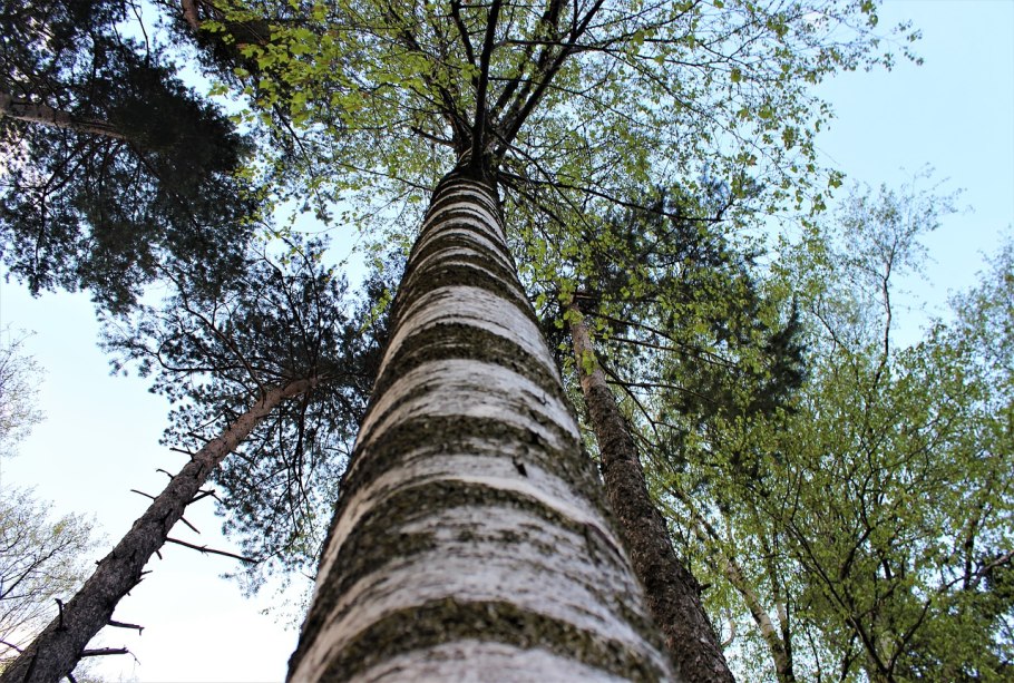Береза даурская (betula dahurica)