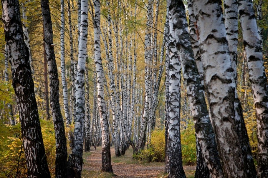 Береза черная Betula nigra