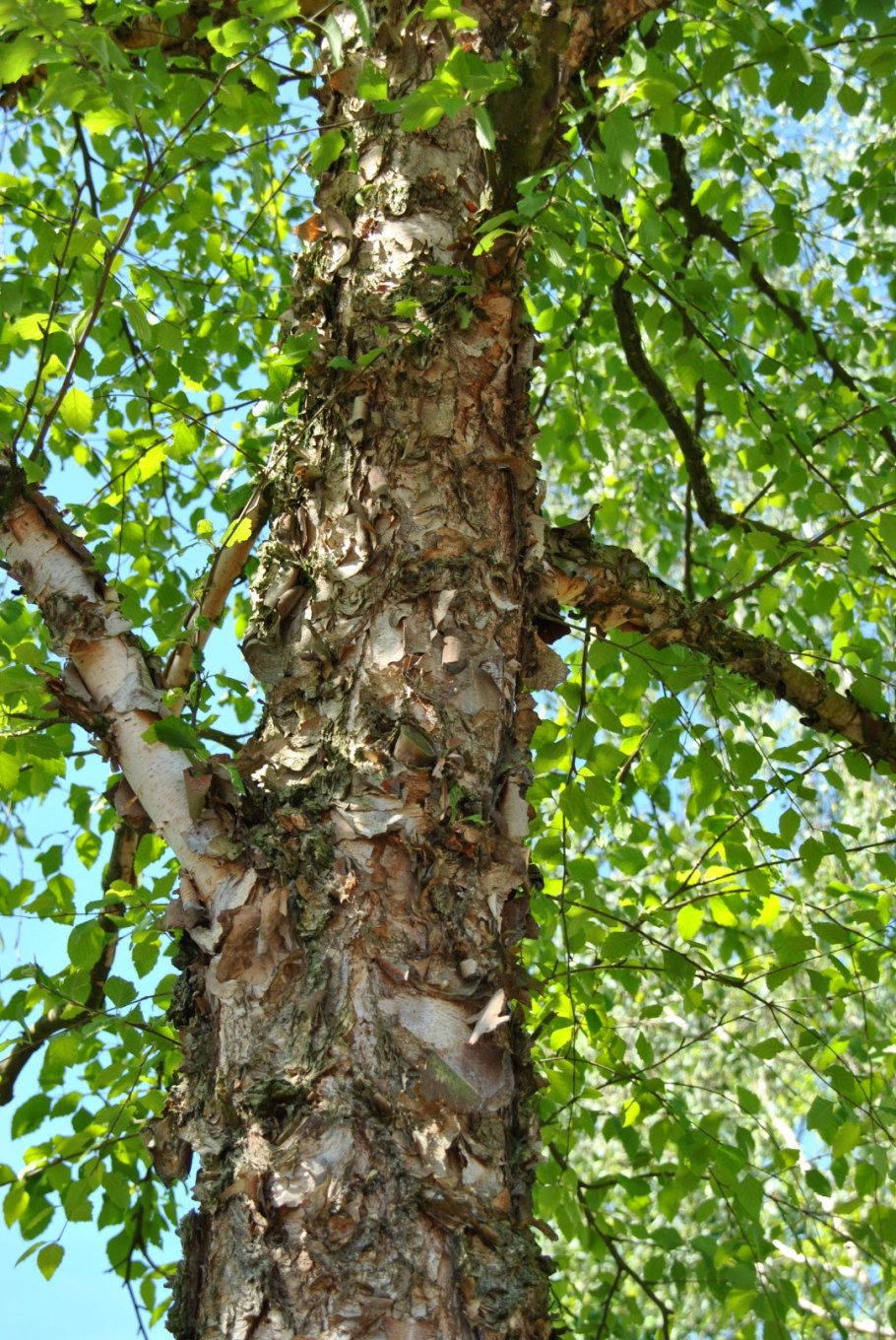 Betula platyphylla дерево