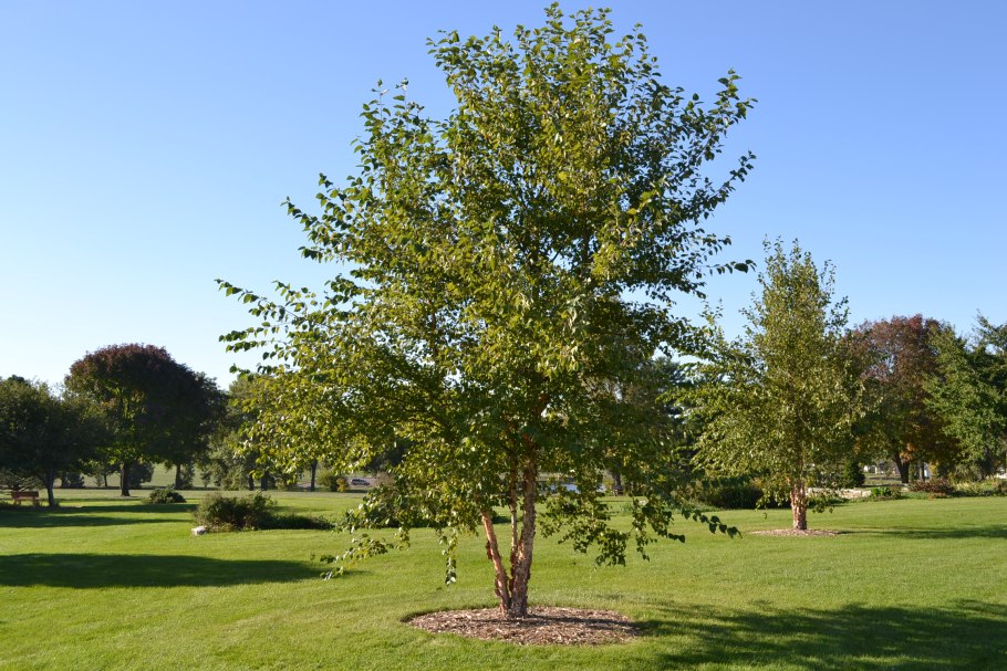 Betula dahurica Pall.