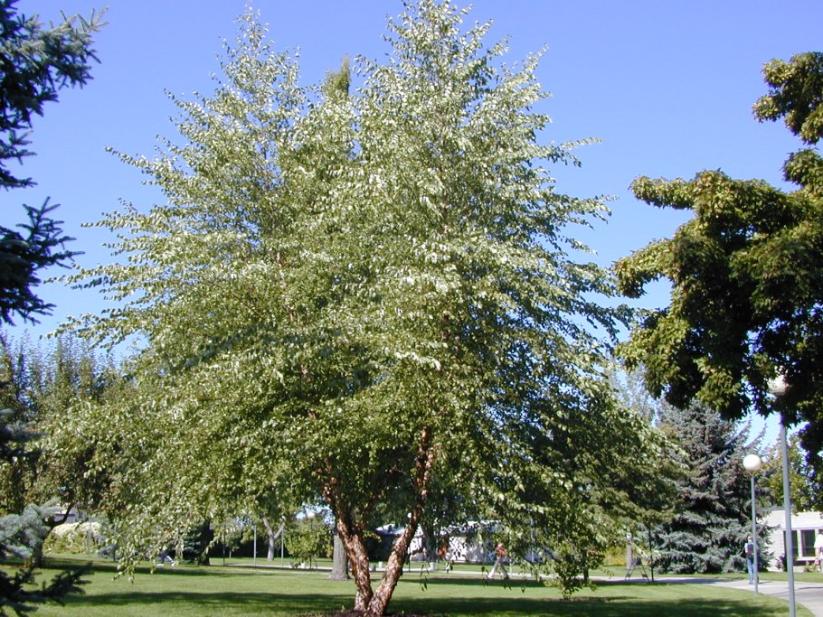 Черная береза Сузун