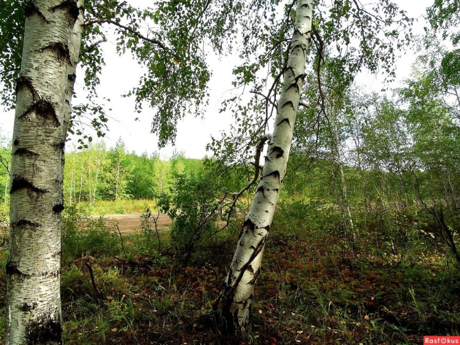 Береза белокорая