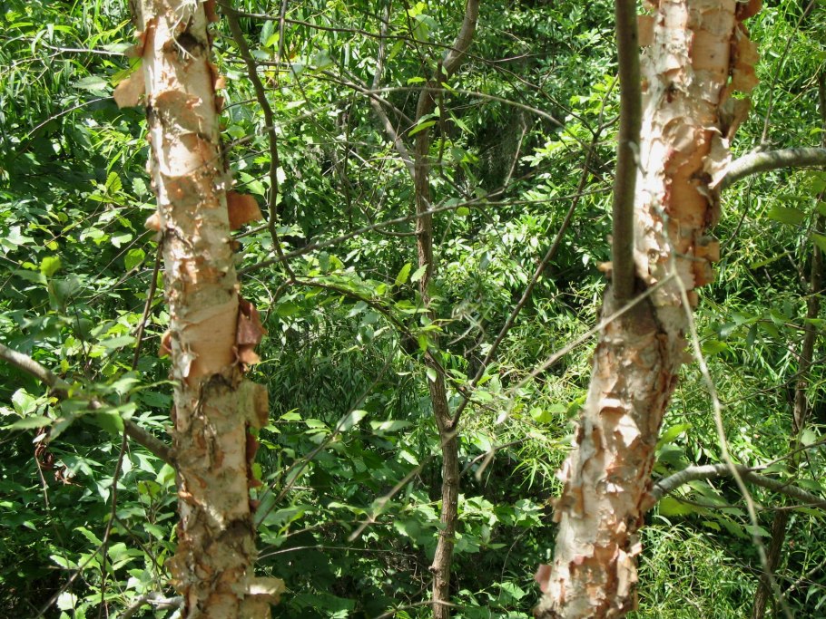 Береза Даурская (Betula dahurica)