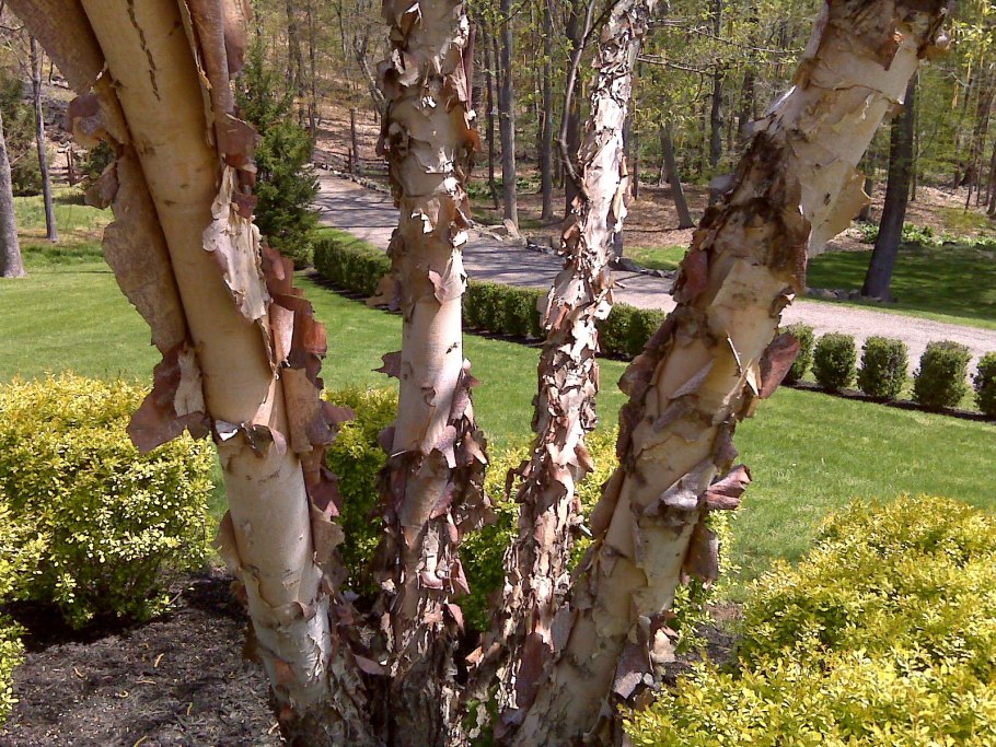 Betula nigra
