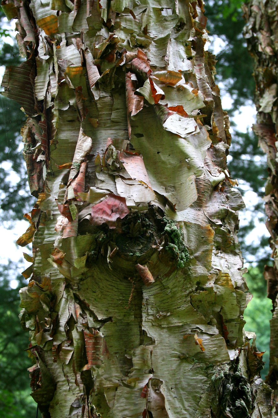 Береза Нигра