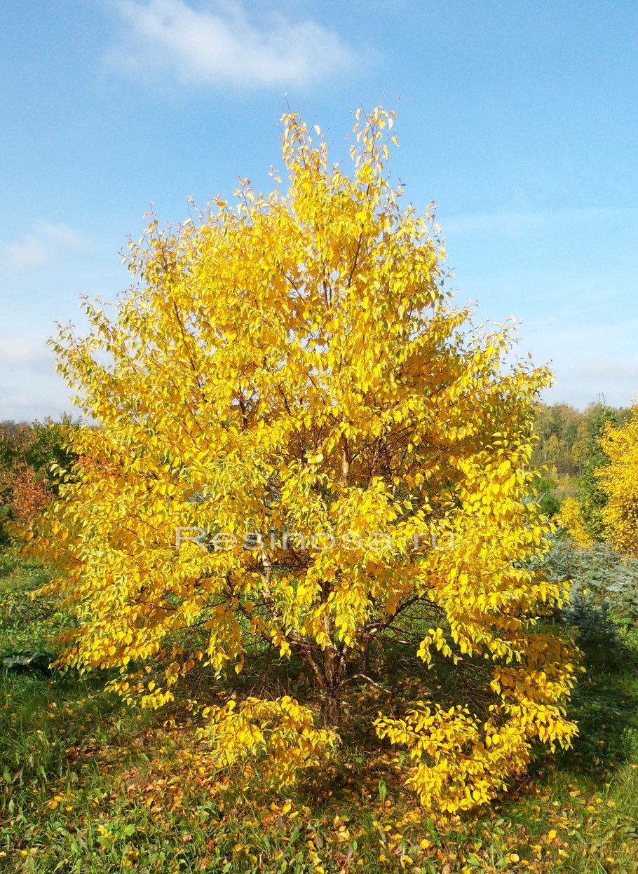 Betula dahurica