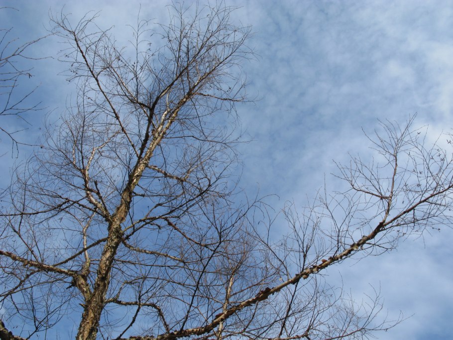 Береза Даурская (Betula dahurica)