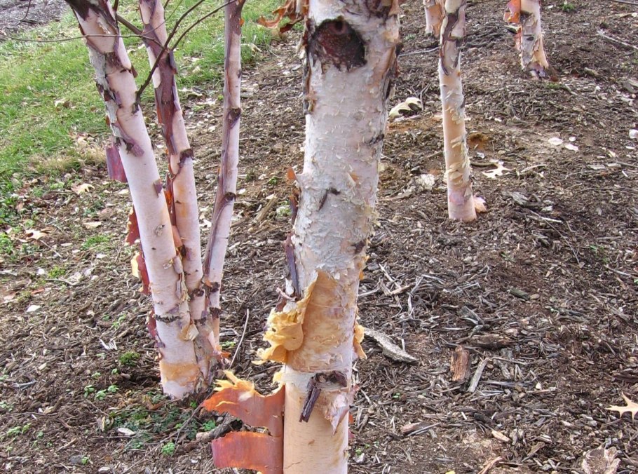 Чернокорая береза