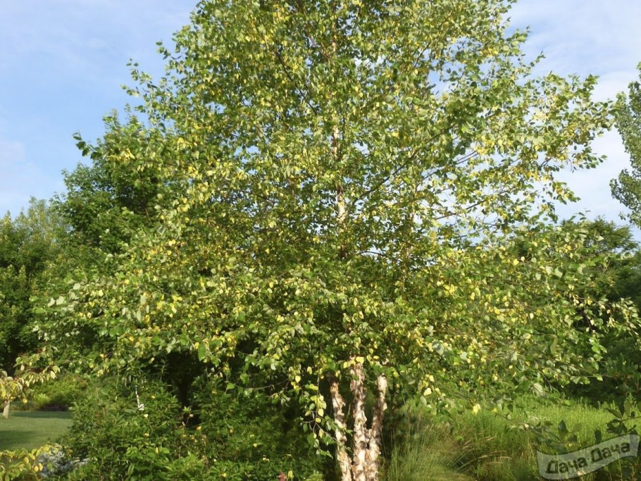 Береза Даурская черная