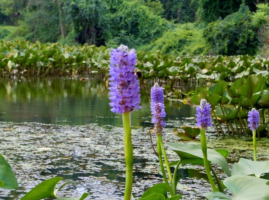 Pontederia cordata Pink Pons
