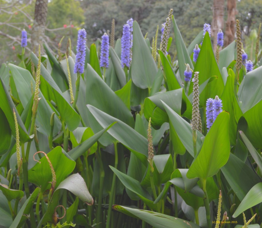 What grows in Galicia Plants