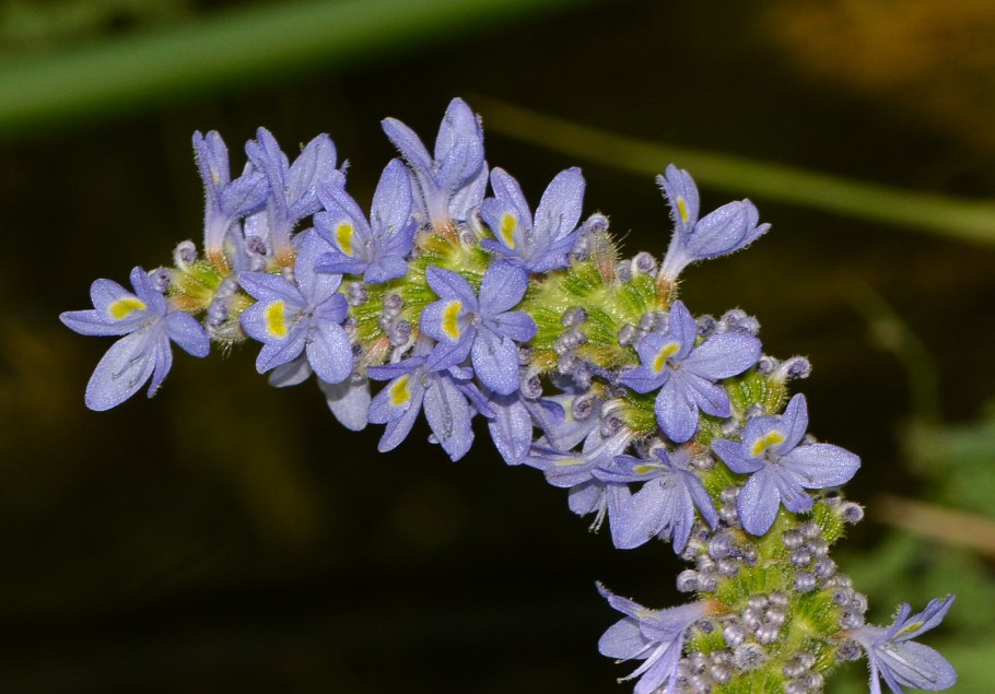 Понтедерия сердцелистная (Pontederia cordata)