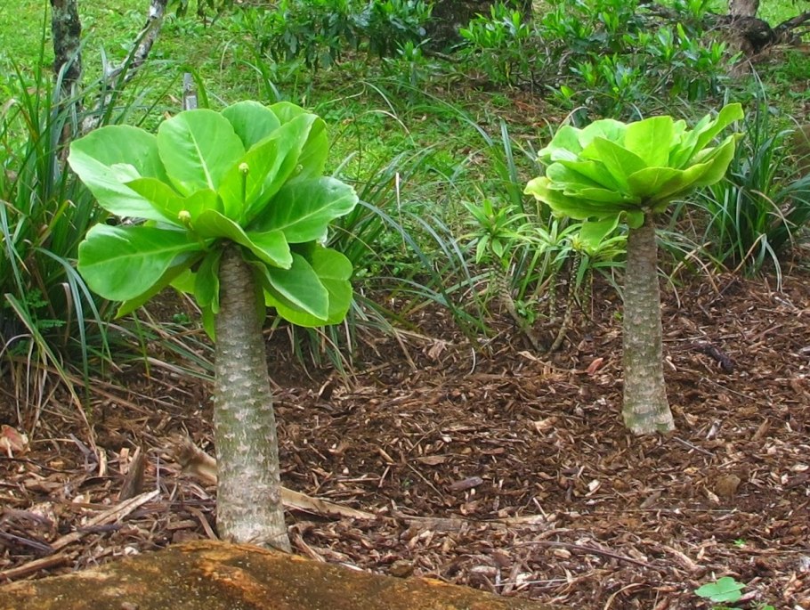 Бригамия инсигнис