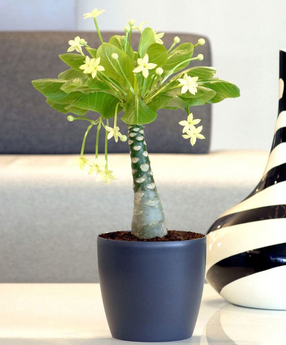 Бригамия Гавайская Пальма