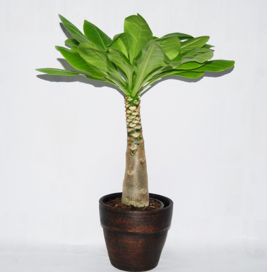 Бригамия Гавайская Пальма