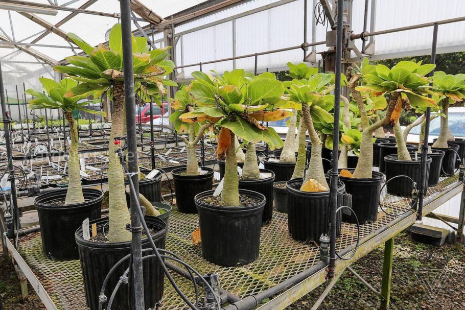 Бригамия вулкан Палм