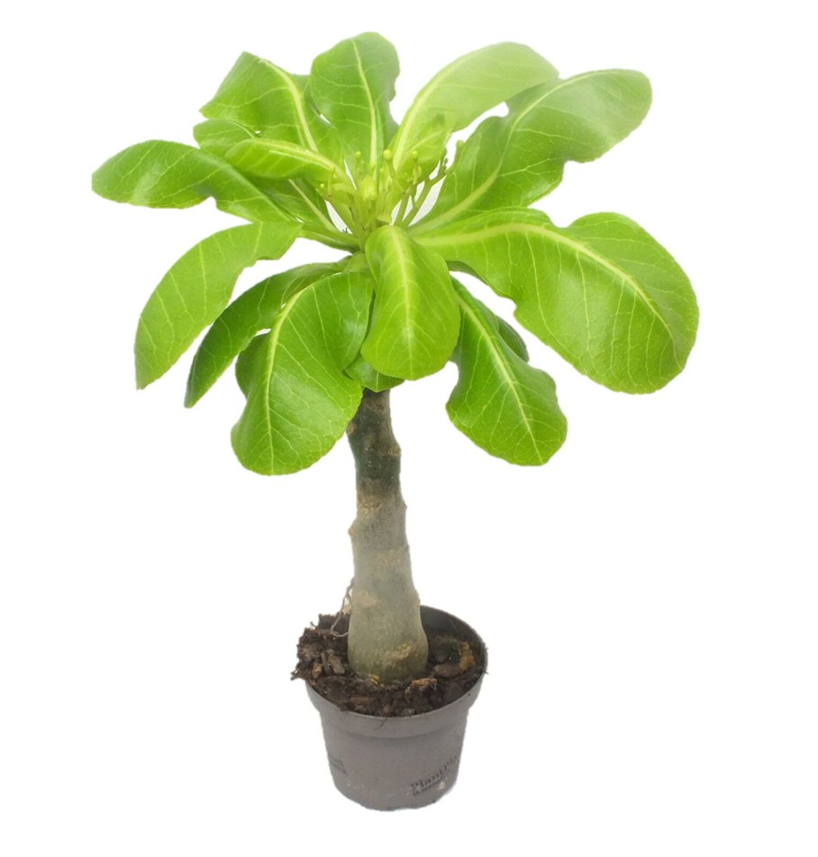 Бригамия замечательная