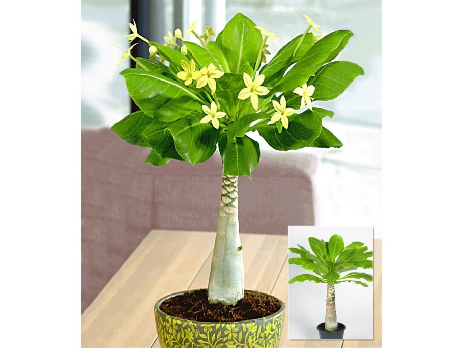 Растения Jay