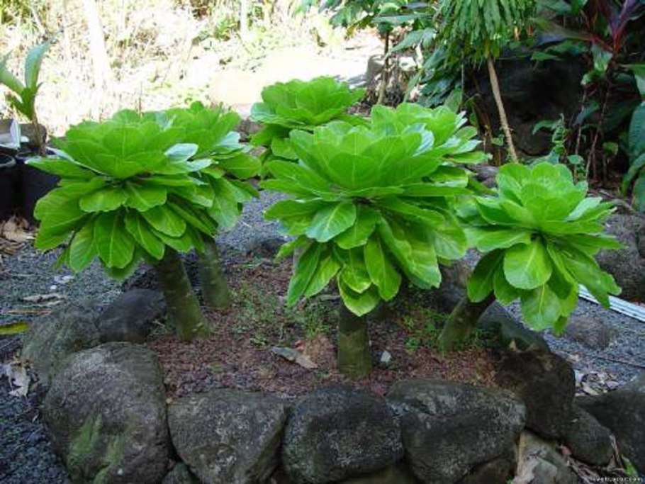 Бригамия замечательная