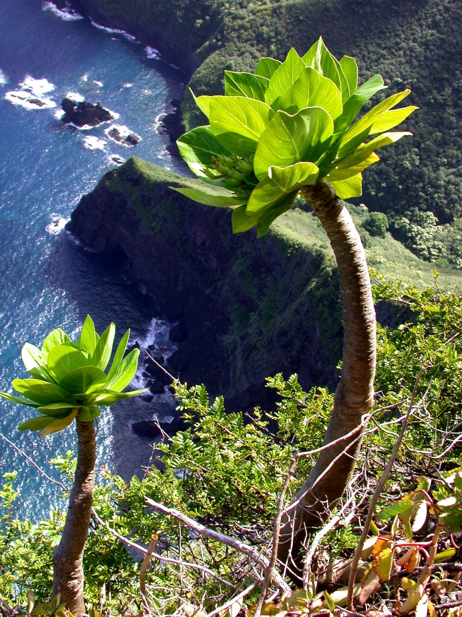 Бригамия ветвистая