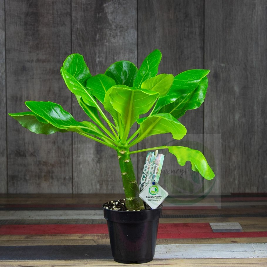 Бригамия фото