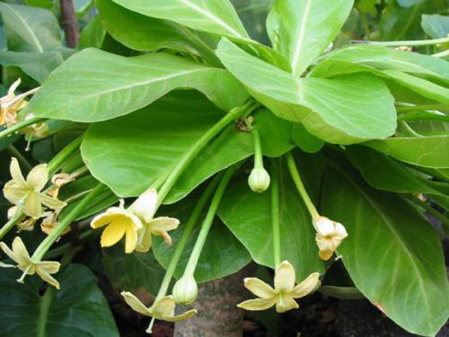 Бригамия цветение