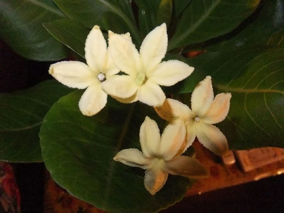 Brighamia insignis 'Hawaii Palm'