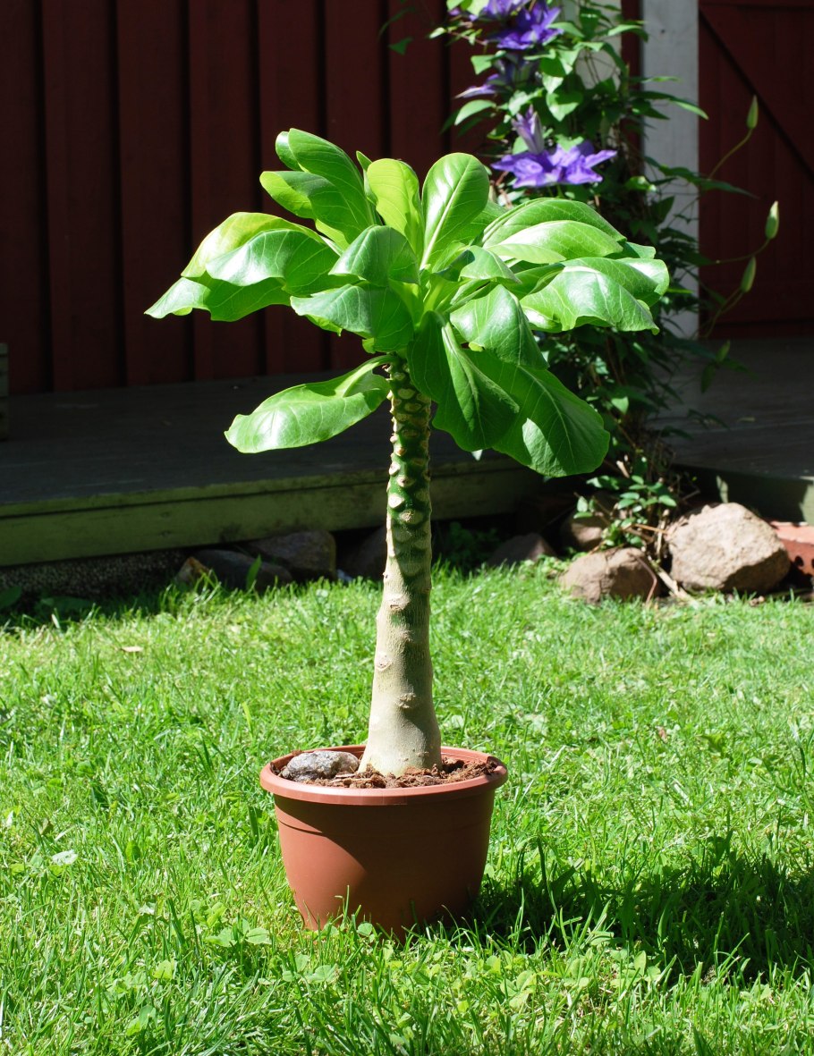 Бригамия замечательная