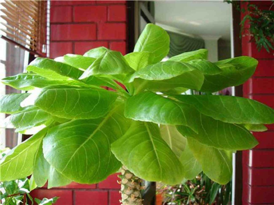 Бригамия цветение