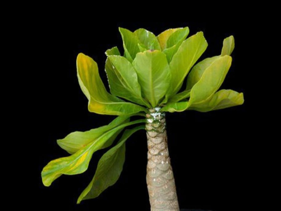 Бригамия вулкан Палм