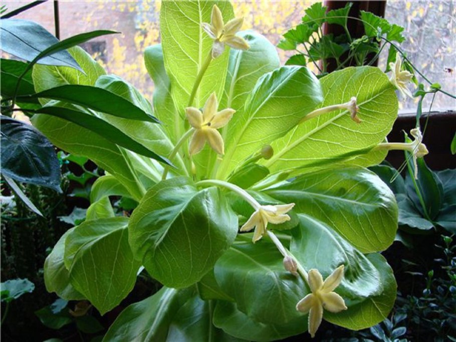 Бригамия Гавайская Пальма