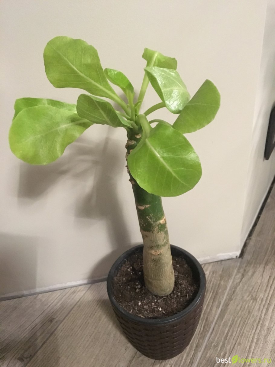 Растение бригамия комнатное