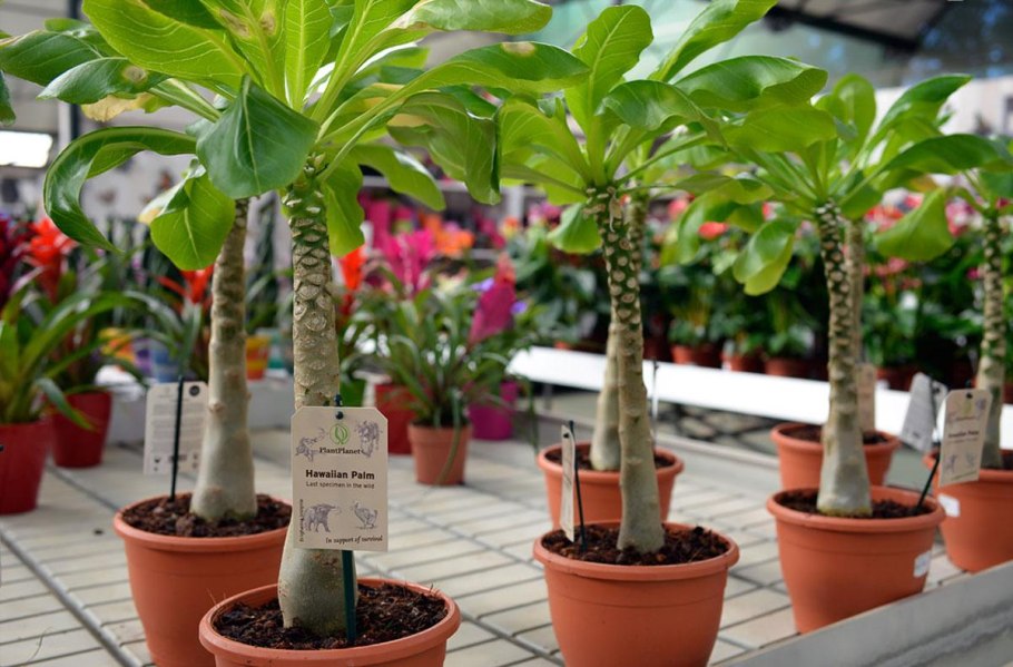 Бригамия замечательная