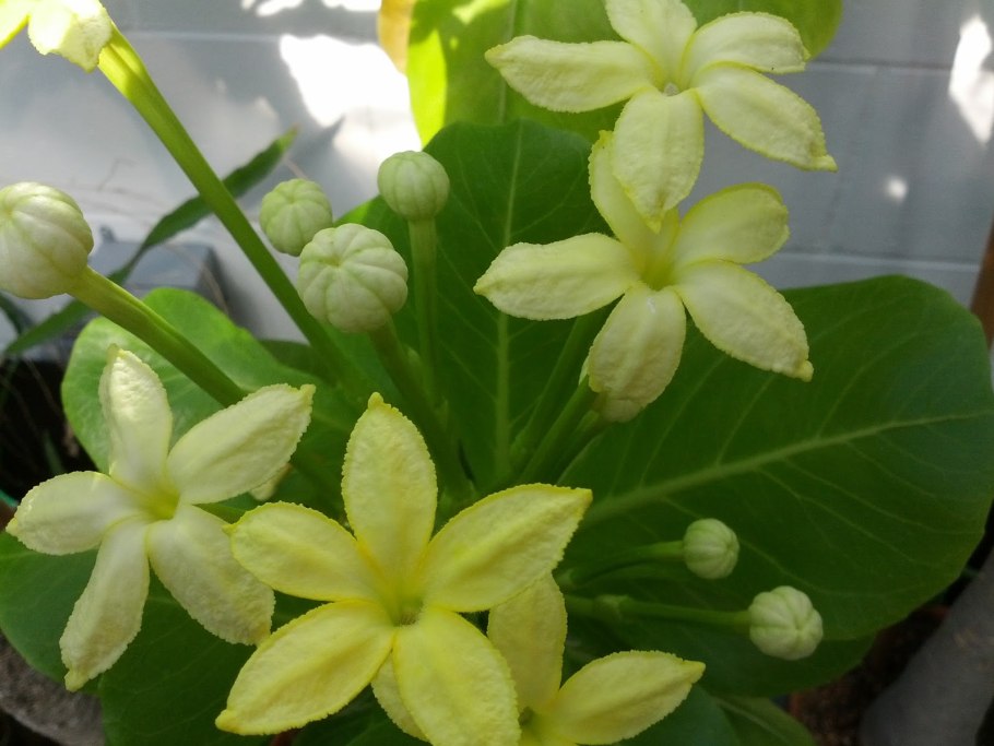 Бригамия Гавайи высокое