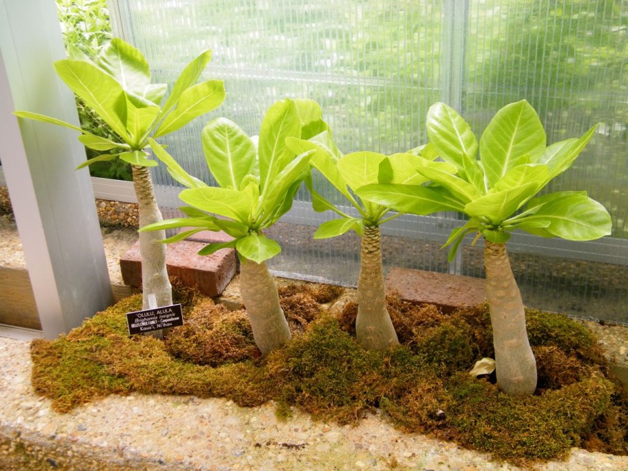 Бригамия инсигнис