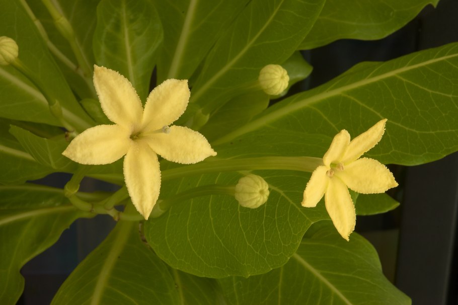 Бригамия Цветущая