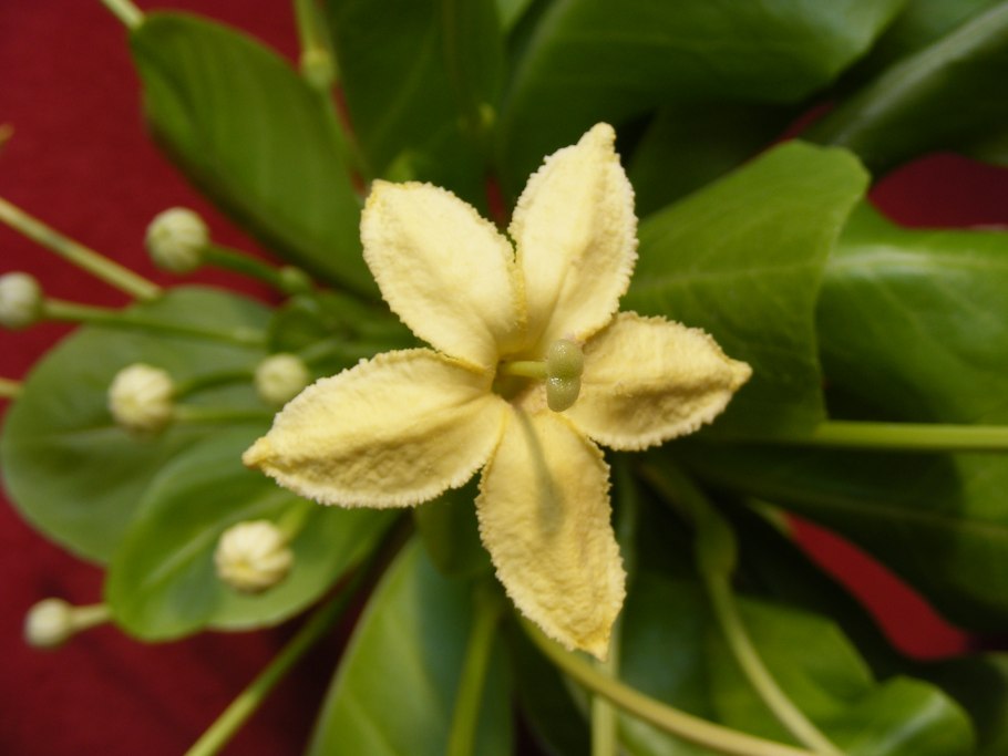 Pachystegia insignis в домашних условиях