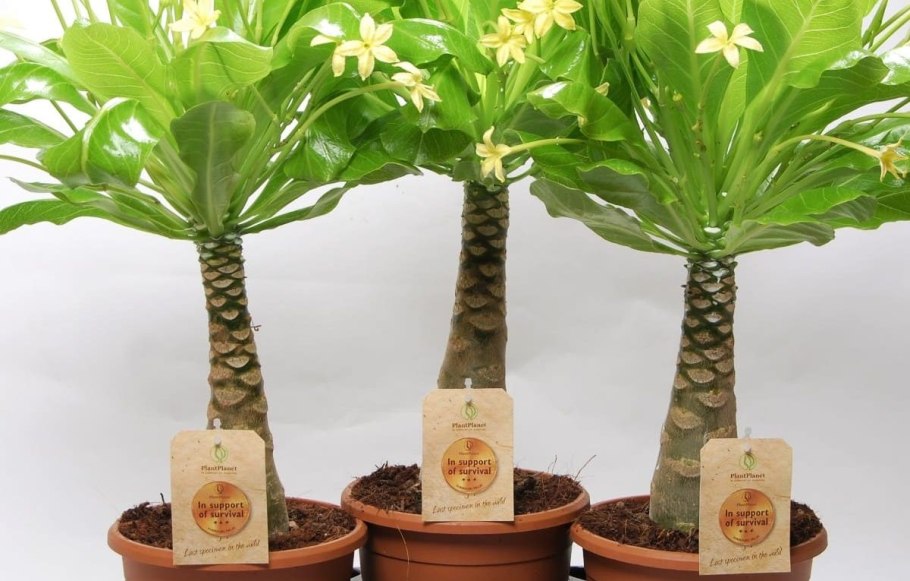 Бригамия вулкан Палм