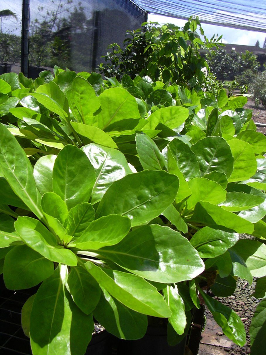 Бригамия замечательная